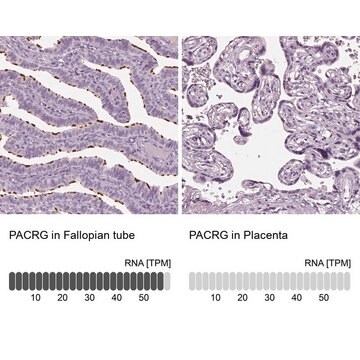 Anti-PACRG antibody produced in rabbit Prestige Antibodies&#174; Powered by Atlas Antibodies, affinity isolated antibody