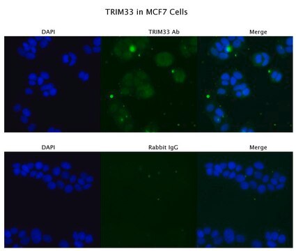 Anti-TRIM33 antibody produced in rabbit affinity isolated antibody