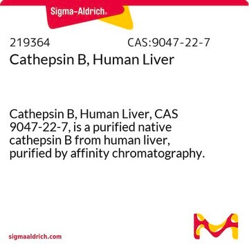 Cathepsin B, Human Liver Cathepsin B, Human Liver, CAS 9047-22-7, is a purified native cathepsin B from human liver, purified by affinity chromatography. Upregulated in many types of tumors.