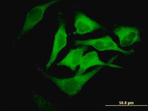 Monoclonal Anti-EPB42, (C-terminal) antibody produced in mouse clone 2G12, purified immunoglobulin, buffered aqueous solution