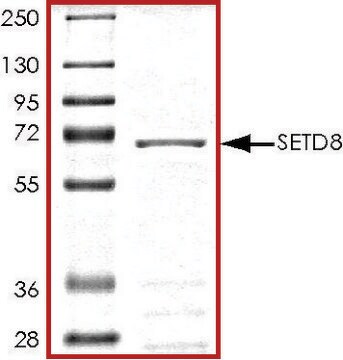 SETD8, GST tagged human recombinant, expressed in baculovirus infected Sf9 cells, &#8805;70% (SDS-PAGE), buffered aqueous glycerol solution