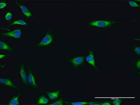 Anti-PDIA3 antibody produced in rabbit purified immunoglobulin, buffered aqueous solution