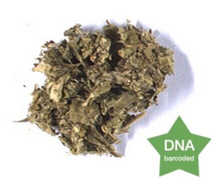 Artemisia vulgaris Leaf Botanical reference material