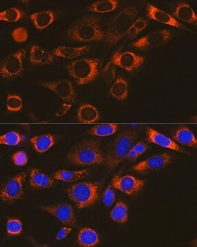 Anti-FAAH1 antibody produced in rabbit