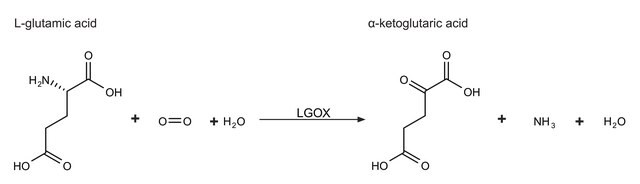 L-Glutamate Oxidase from Streptomyces sp. recombinant, expressed in E. coli