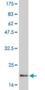 Monoclonal Anti-IL6 antibody produced in mouse clone 2D12, purified immunoglobulin, buffered aqueous solution