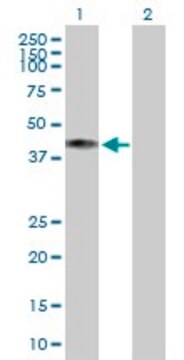 Anti-COX10 antibody produced in mouse purified immunoglobulin, buffered aqueous solution