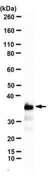 Anti-Histone H1 Antibody, clone 1G6 clone 1G6, from mouse