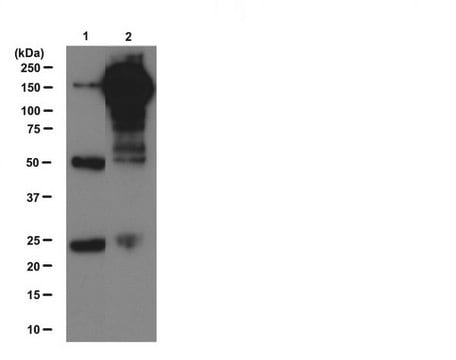 Anti-Phosphotyrosine Antibody, clone 4G10&#174;, Magnetic Bead Conjugate clone 4G10®, from mouse