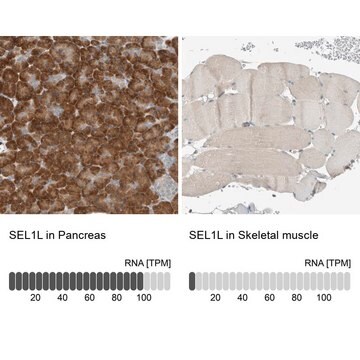 Anti-SEL1L antibody produced in rabbit Prestige Antibodies&#174; Powered by Atlas Antibodies, affinity isolated antibody, buffered aqueous glycerol solution