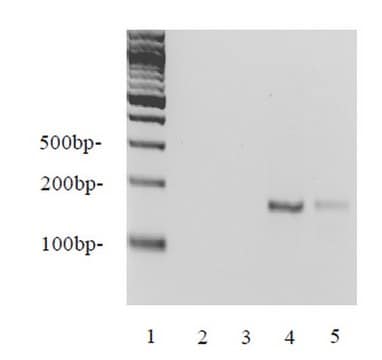 EZ-Zyme&#8482; Chromatin Prep Kit Contains proprietary reagents optimized for the enzymatic shearing of chromatin from mammalian cells at higher resolution than sonication for use in chromatin immunoprecipitation (ChIP) assays.