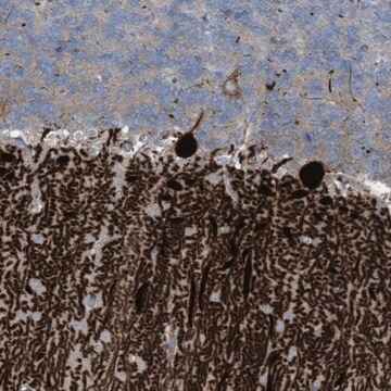 Anti-ARHGEF33 antibody produced in rabbit Prestige Antibodies&#174; Powered by Atlas Antibodies, affinity isolated antibody, buffered aqueous glycerol solution