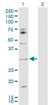 Anti-IL17B antibody produced in rabbit purified immunoglobulin, buffered aqueous solution