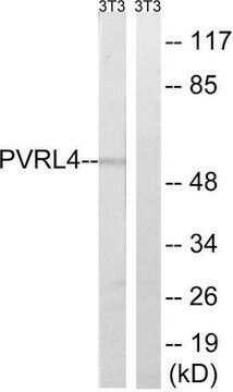 Anti-PVRL4 antibody produced in rabbit affinity isolated antibody