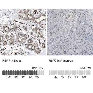 Anti-RBP7 antibody produced in rabbit Prestige Antibodies&#174; Powered by Atlas Antibodies, affinity isolated antibody, buffered aqueous glycerol solution