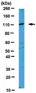 Anti-MILI Antibody from rabbit, purified by affinity chromatography