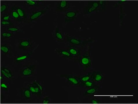 Monoclonal Anti-PARP1, (N-terminal) antibody produced in mouse clone 2C7, purified immunoglobulin, buffered aqueous solution