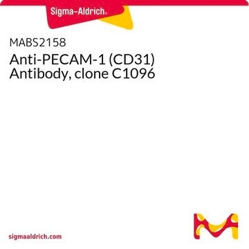 Anti-PECAM-1 (CD31) Antibody, clone C1096