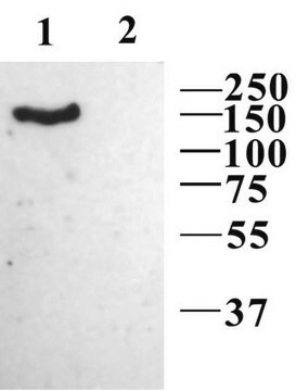 Anti-Calcium Channel Antibody, Voltage Gated &#945; 2/&#948;-1, L-type Chemicon&#174;, from rabbit