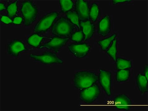 Monoclonal Anti-TXN antibody produced in mouse clone 2A7, purified immunoglobulin, buffered aqueous solution