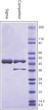 Glucose-6-phosphate Dehydrogenase from Leuconostoc mesenteroides BioUltra, recombinant, expressed in E. coli, ammonium sulfate suspension, &#8805;95% (SDS-PAGE), &#8805;550&#160;units/mg protein (biuret)