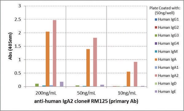 Anti-Human IgA2-Biotin antibody, Rabbit monoclonal recombinant, expressed in HEK 293 cells, clone RM125, purified immunoglobulin