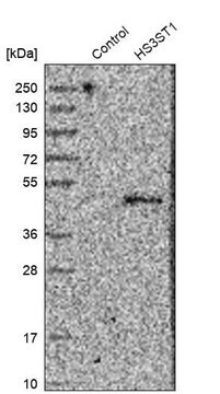 Anti-HS3ST1 antibody produced in rabbit Prestige Antibodies&#174; Powered by Atlas Antibodies, affinity isolated antibody, buffered aqueous glycerol solution