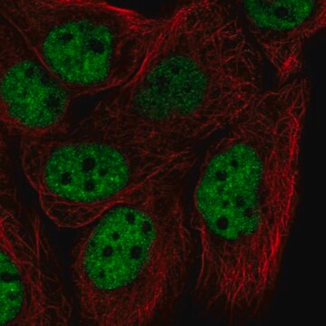 Anti-HNRNPF antibody produced in rabbit Prestige Antibodies&#174; Powered by Atlas Antibodies, affinity isolated antibody