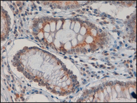 Anti-IDO1 antibody produced in goat affinity isolated antibody, buffered aqueous solution