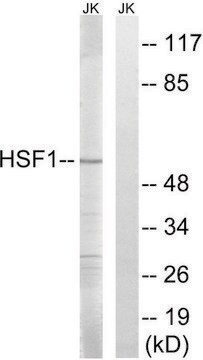 Anti-HSF1 antibody produced in rabbit affinity isolated antibody