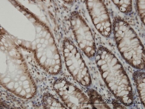 Monoclonal Anti-CDK6 antibody produced in mouse clone 8H4, purified immunoglobulin, buffered aqueous solution