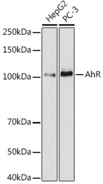 Anti-AHR Antibody, clone 1B10E5, Rabbit Monoclonal