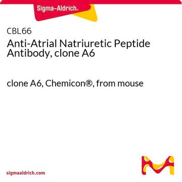 Anti-Atrial Natriuretic Peptide Antibody, clone A6 clone A6, Chemicon&#174;, from mouse