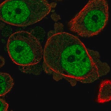 Anti-KCNN3 antibody produced in rabbit Prestige Antibodies&#174; Powered by Atlas Antibodies, affinity isolated antibody