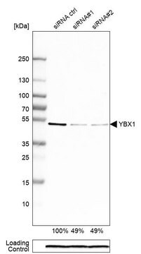 Anti-YBX1 antibody produced in rabbit Prestige Antibodies&#174; Powered by Atlas Antibodies, affinity isolated antibody, buffered aqueous glycerol solution