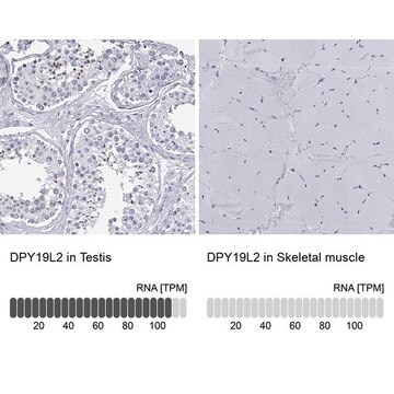 Anti-DPY19L2 antibody produced in rabbit Prestige Antibodies&#174; Powered by Atlas Antibodies, affinity isolated antibody, buffered aqueous glycerol solution