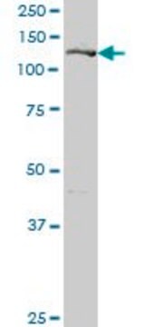 Anti-GIT2 antibody produced in mouse purified immunoglobulin, buffered aqueous solution