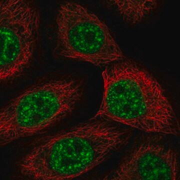 Anti-Usp43 Antibody Produced In Rabbit Prestige Antibodies&#174; Powered by Atlas Antibodies, affinity isolated antibody, buffered aqueous glycerol solution