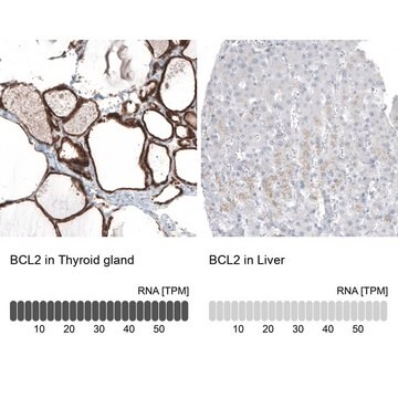 Monoclonal Anti-BCL2 antibody produced in mouse Prestige Antibodies&#174; Powered by Atlas Antibodies, clone CL7935, purified immunoglobulin, buffered aqueous glycerol solution