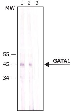 Anti-GATA1 antibody produced in rabbit affinity isolated antibody, buffered aqueous solution