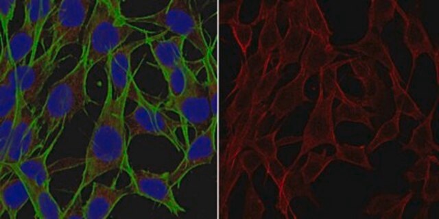 Anti-GPx4 Antibody, clone 1B4 clone 1B4, from rat