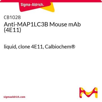 Anti-MAP1LC3B Mouse mAb (4E11) liquid, clone 4E11, Calbiochem&#174;