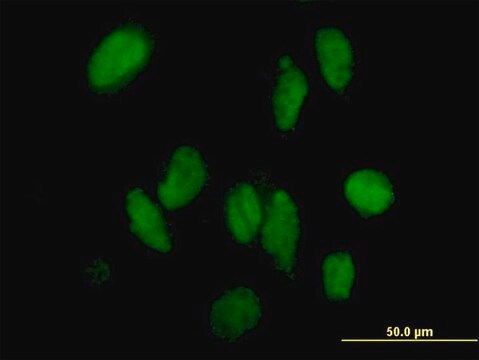 Anti-DMAP1 antibody produced in mouse purified immunoglobulin, buffered aqueous solution