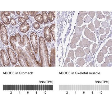 Anti-ABCC3 antibody produced in rabbit Prestige Antibodies&#174; Powered by Atlas Antibodies, affinity isolated antibody, buffered aqueous glycerol solution