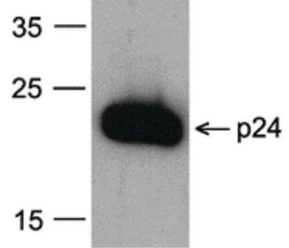 Monoclonal Anti-HIV-1 P24-Biotin antibody produced in mouse clone 8G9, affinity isolated antibody