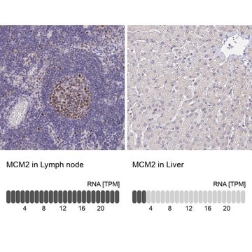 Anti-MCM2 antibody produced in rabbit Prestige Antibodies&#174; Powered by Atlas Antibodies, affinity isolated antibody, buffered aqueous glycerol solution