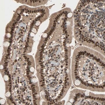 Anti-CCNT2 antibody produced in rabbit Prestige Antibodies&#174; Powered by Atlas Antibodies, affinity isolated antibody, buffered aqueous glycerol solution