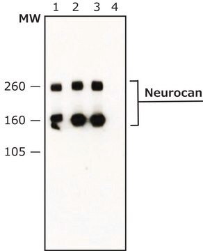 Anti-Neurocan antibody, Mouse monoclonal clone 650.24, purified from hybridoma cell culture