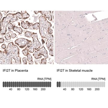 Monoclonal Anti-Ifi27 Antibody Produced In Mouse Prestige Antibodies&#174; Powered by Atlas Antibodies, clone CL14627, affinity isolated antibody, buffered aqueous glycerol solution