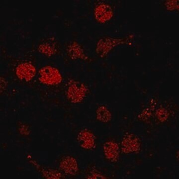 Anti-phospho BRD4 (Ser492) from rabbit